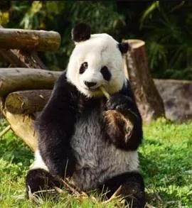 梁宏图